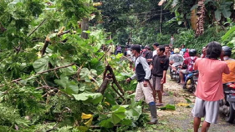 Angin Kencang Sapu Pantai Selatan Sukabumi, Pohon Bertumbangan