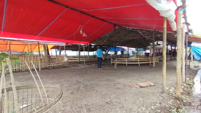 Judi Sabung Ayam di Indramayu Digerebek, Penjudi Lari Tunggang Langgang