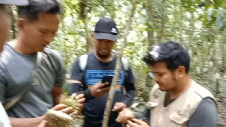 Durian Langka Ditemukan di Hutan Agam, Berawal Adanya Tumpukan Kulit Buah Sisa Beruang