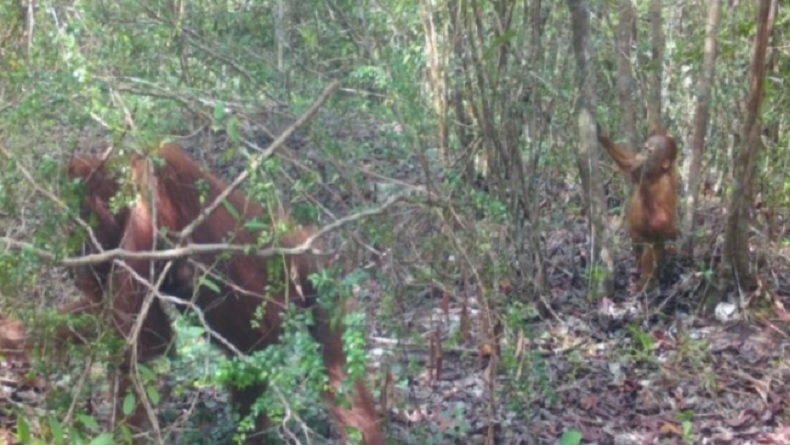TWA Tanjung Keluang Jadi Lokasi Baru Konservasi Orang Utan Kalteng, Potensial Untuk Primata 