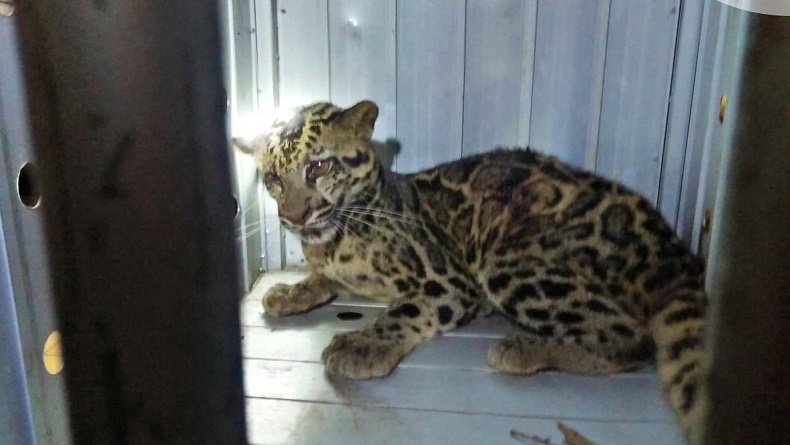 Macan Dahan Kalimantan, Dipercaya Hewan Jelmaan yang Bisa Berubah Wujud Jadi Manusia
