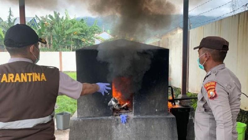 Karantina Ternate Musnahkan 10 Unggas asal Manado dan Nabire, Antisipasi Penyebaran Virus