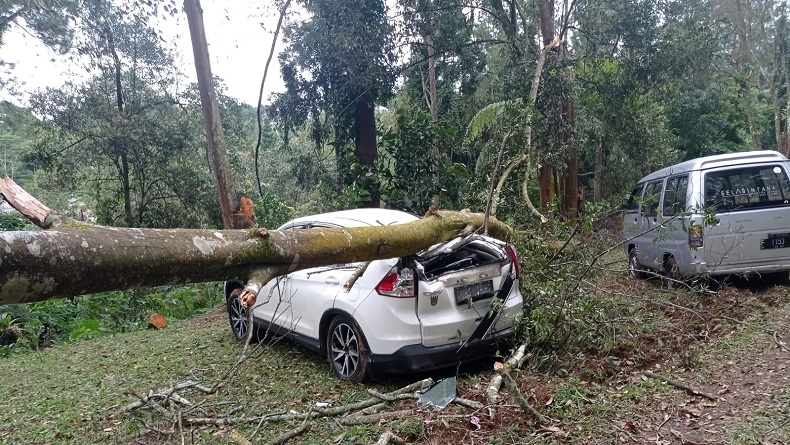 Honda CRV Rusak Parah Tertimpa Pohon Tumbang di Camping Ground Salabintana Sukabumi