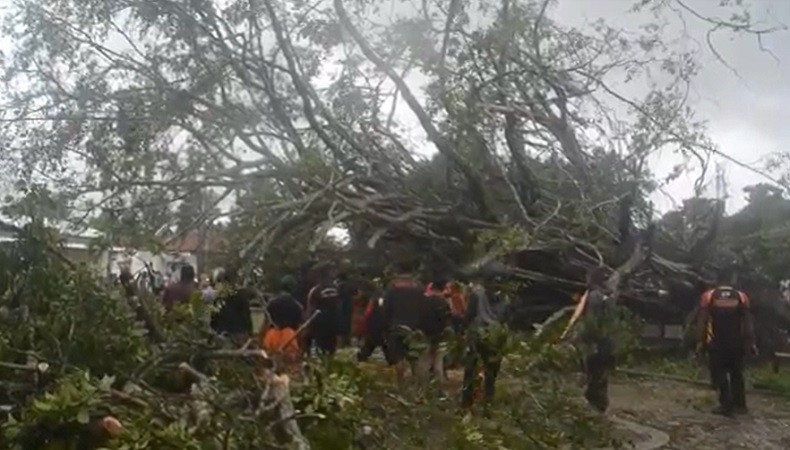 Pohon Beringin Ditanam Bung Karno di Atambua Tumbang Diterjang Badai Angin