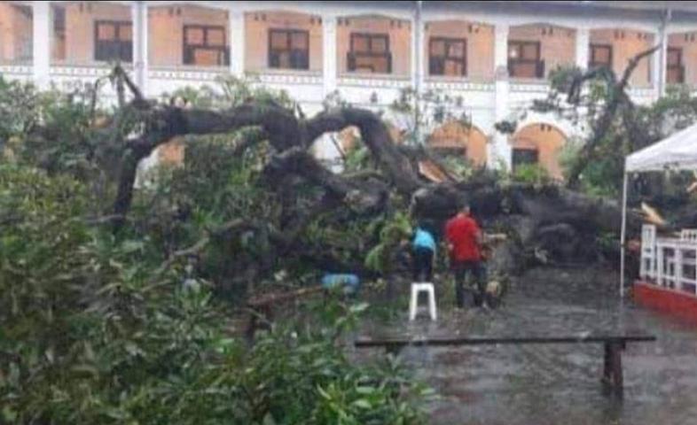  Pohon Berusia 100 Tahun di Lawang Sewu Semarang Tumbang, 2 Petugas Luka