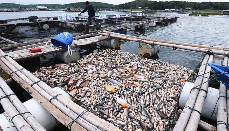 Penampakan Ribuan Ikan Mati Massal Di Waduk Kedung Ombo Boyolali Bagian