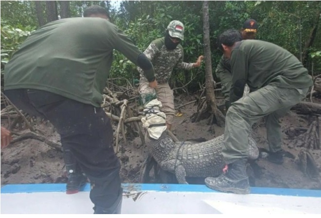 4 Buaya Muara Hasil Tangkapan Warga di Konawe Selatan Dievakuasi Petugas BKSDA, 2 Sudah Mati