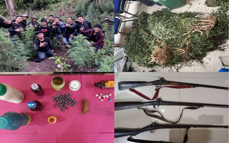 Ladang Ganja Ditemukan dalam Kebun Kopi, Pemilik Kabur Tinggalkan Senpi