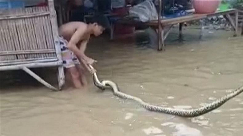 title Ngeri, Ular Piton 3 Meter Terbawa Arus ke Permukiman Warga saat Banjir di Sampang Ngeri, Ular Piton 3 Meter Terbawa Arus ke Permukiman Warga saat Banjir di Sampang