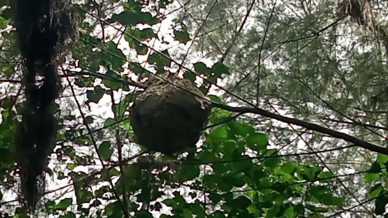Meresahkan Warga dan Pedagang, Sarang Tawon Vespa di Kota Solok Dievakuasi Tim Damkar