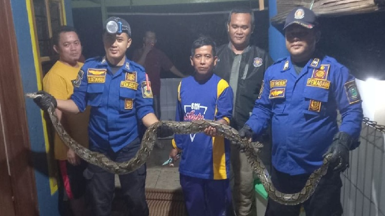 title Sanca Kembang 2,5 Meter Pemangsa Ternak di Maleber Kuningan Ditangkap Warga Sanca Kembang 2,5 Meter Pemangsa Ternak di Maleber Kuningan Ditangkap Warga