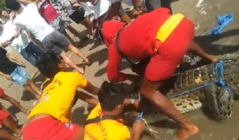 Dikira Kayu, Seekor Buaya Muncul di Pantai Padma Legian