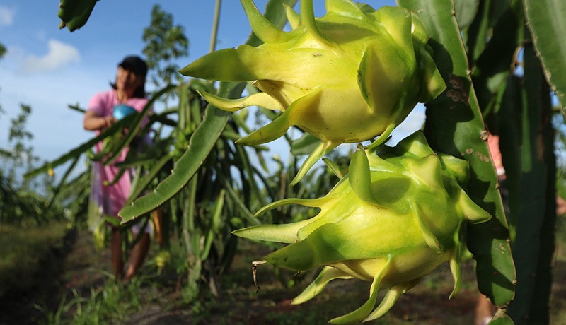 Budi Daya Buah Naga Kuning, Harga Lebih Tinggi dari Warna Merah - Bagian 1