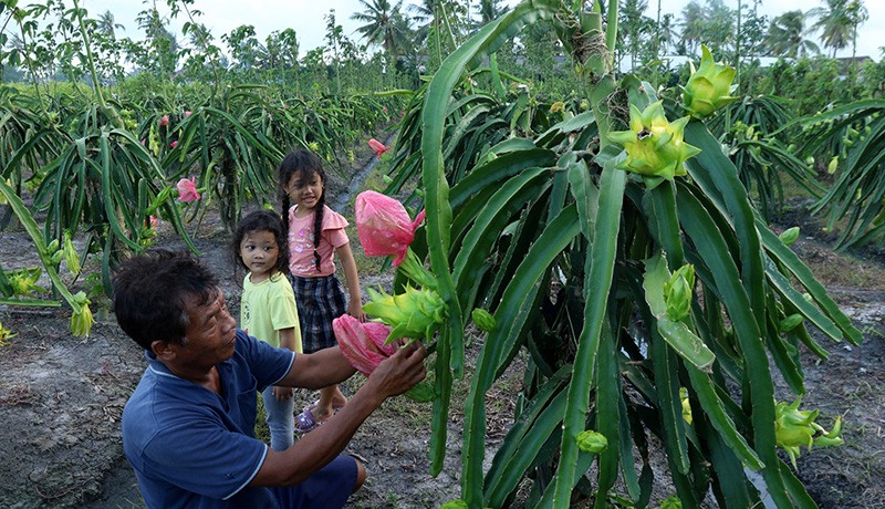 Budi Daya Buah Naga Kuning, Harga Lebih Tinggi dari Warna Merah - Bagian 2