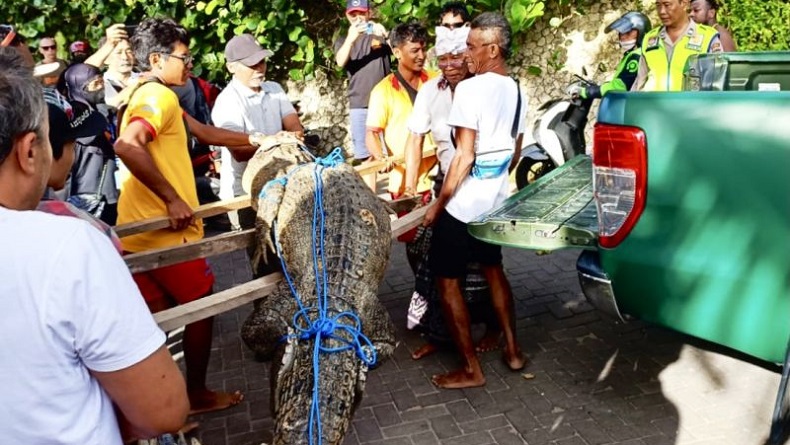 title Buaya di Pantai Legian Mati, Bangkainya Telah Dikubur Buaya di Pantai Legian Mati, Bangkainya Telah Dikubur