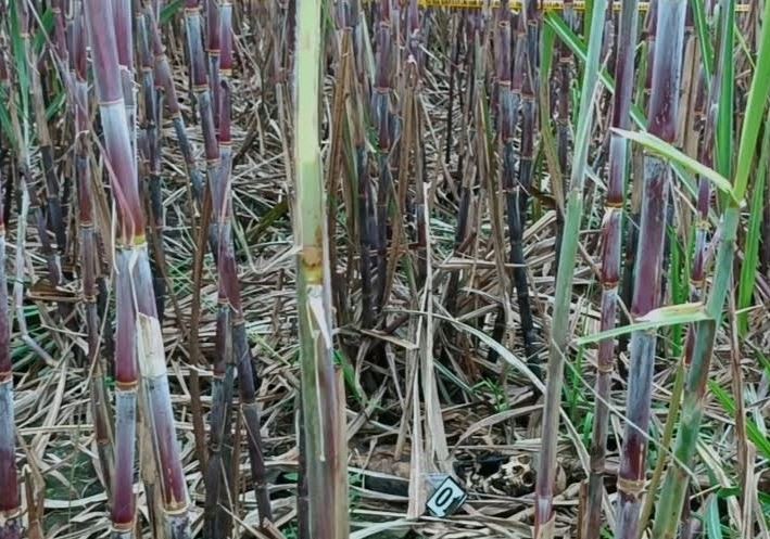 Identitas Kerangka Manusia di Kebun Tebu Masih Misteri, Polisi Periksa Saksi