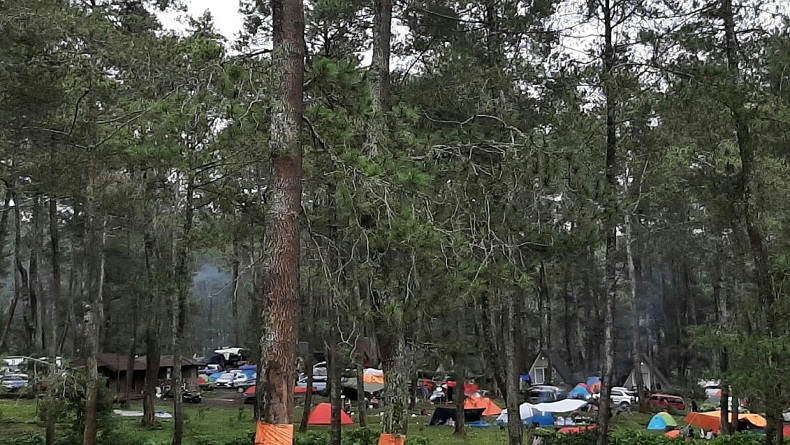 title Ratusan Pohon Pinus Tua dan Rawan Tumbang di Cikole Lembang KBB Segera Dirobohkan Ratusan Pohon Pinus Tua dan Rawan Tumbang di Cikole Lembang KBB Segera Dirobohkan