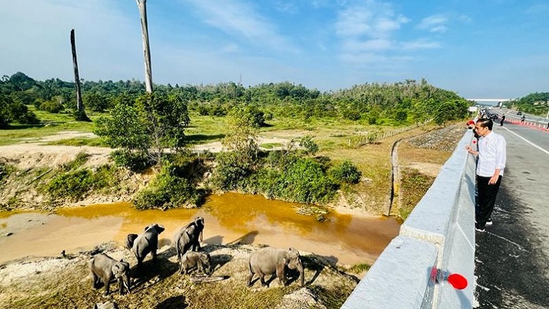 Jokowi Lihat Langsung Perlintasan Gajah di Bawah Jalan Tol Pekanbaru-Dumai, Ini Reaksinya
