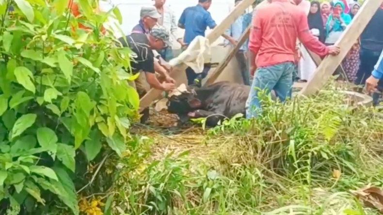 Panik Baru Turun dari Mobil, Sapi Seberat 700 Kg di Agam Terjun ke Sumur 10 Meter