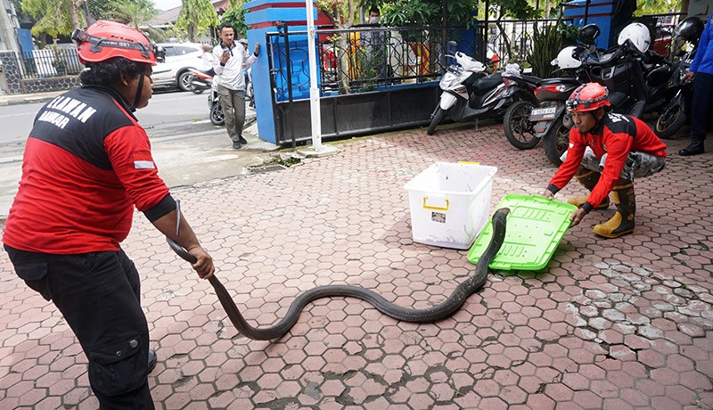 Detik-Detik Damkar Tangkap Ular King Cobra Sepanjang 3 Meter - Bagian 2