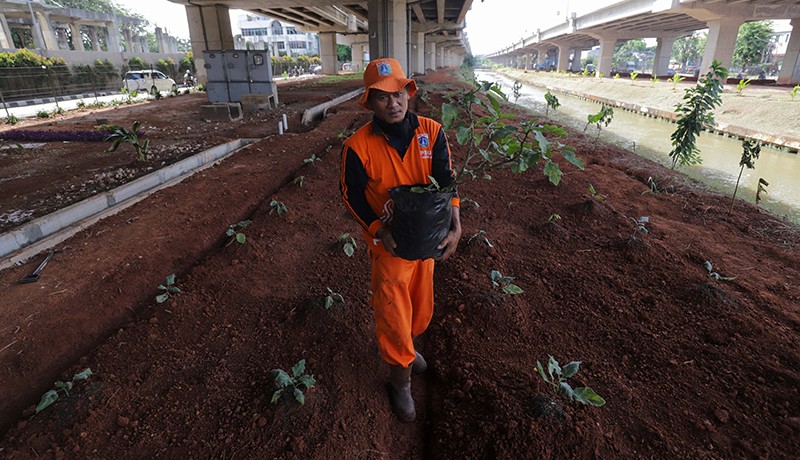 Petugas PPSU Manfaatkan Kolong Tol Becakayu Tempat Budi Daya Terong - Bagian 4