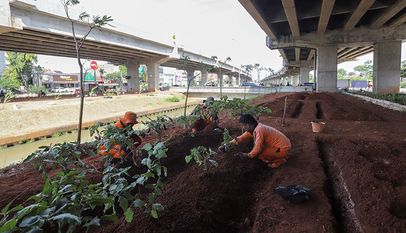 Petugas PPSU Manfaatkan Kolong Tol Becakayu Tempat Budi Daya Terong - Bagian 3