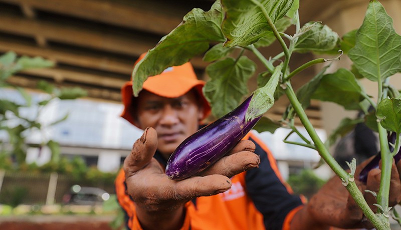 Petugas PPSU Manfaatkan Kolong Tol Becakayu Tempat Budi Daya Terong - Bagian 2