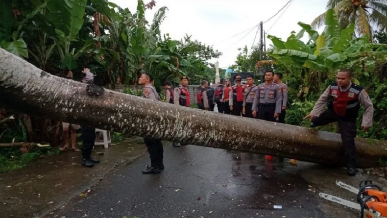 title Pohon Tumbang Timpa Ibu Rumah Tangga hingga Tewas di Lombok Barat Pohon Tumbang Timpa Ibu Rumah Tangga hingga Tewas di Lombok Barat