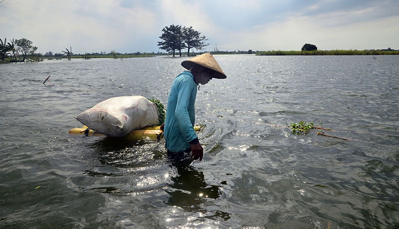 Banjir Kudus Bikin 3.489 Hektare Tanaman Padi Alami Puso 