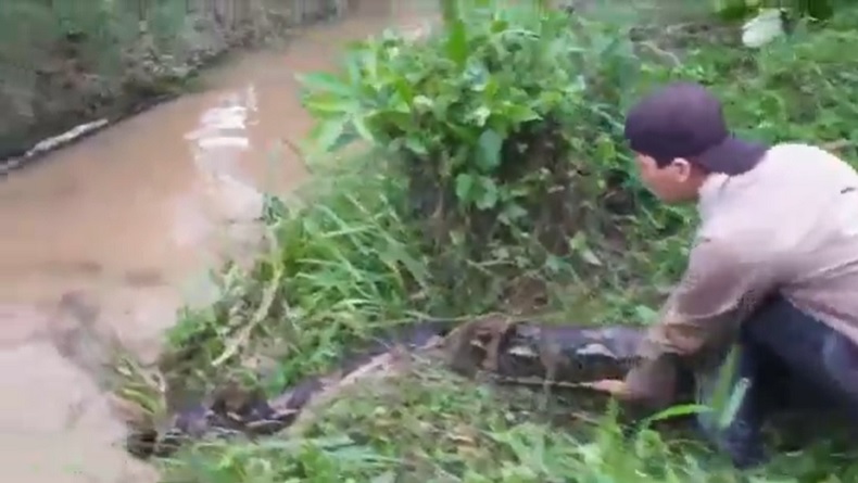 Heboh, Warga Bersama Pencinta Reptil Evakuasi Ular Sepanjang 8 Meter dari Dalam Air Parit
