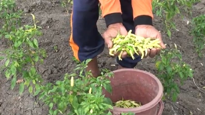 title Harga Cabai Mahal, Petani Mojokerto Pilih Panen Awal Demi Untung Besar Harga Cabai Mahal, Petani Mojokerto Pilih Panen Awal Demi Untung Besar