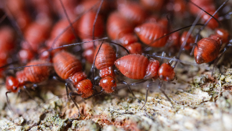 5 Hewan dengan Proses Kelahiran Paling Ekstrem, Dari Rayap Sampai Kadal Lidah Biru