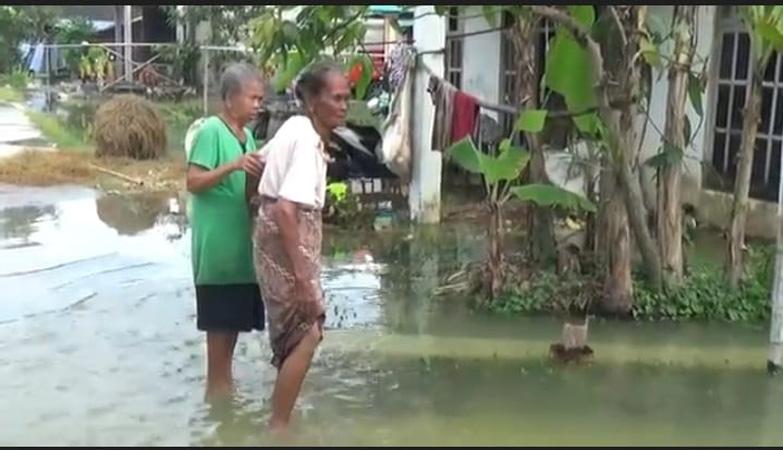 Lahan Sawah Di Grobogan Terendam Banjir, Ribuan Hektare Tanaman Padi ...