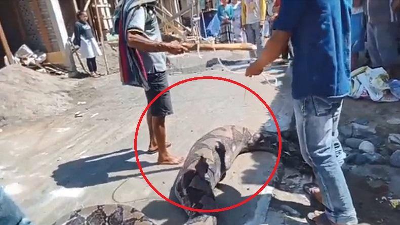 title Merinding, Ular Piton Makan Kambing Warga di Madina, Kekenyangan Tak Bisa Bergerak Merinding, Ular Piton Makan Kambing Warga di Madina, Kekenyangan Tak Bisa Bergerak