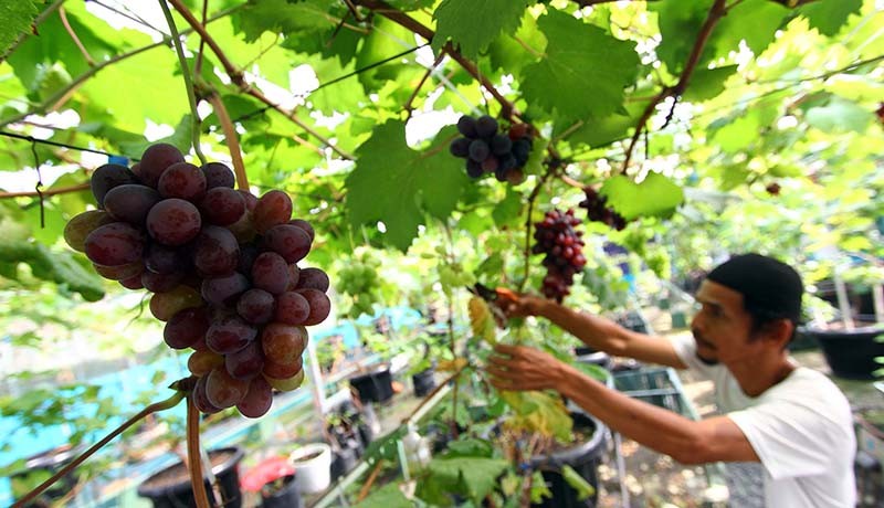 Tangsel akan Menjadi Sentra Berbagai Jenis Buah Anggur  - Bagian 2