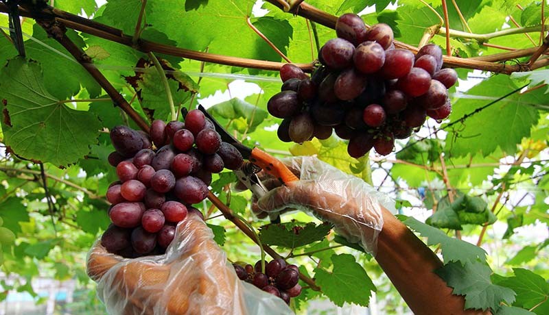 Tangsel akan Menjadi Sentra Berbagai Jenis Buah Anggur  - Bagian 1