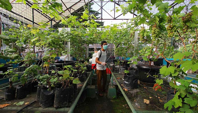 Tangsel akan Menjadi Sentra Berbagai Jenis Buah Anggur  - Bagian 3