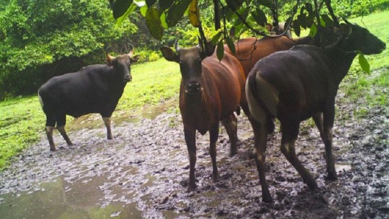 Populasi Banteng Kalimantan di Hutan Lamandau Terus Berkurang, Tersisa 20 Ekor