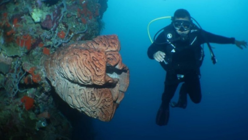Cegah Aksi Pengeboman Ikan, Kapolres Gorontalo Utara Kampanye Penyelamatan Terumbu Karang