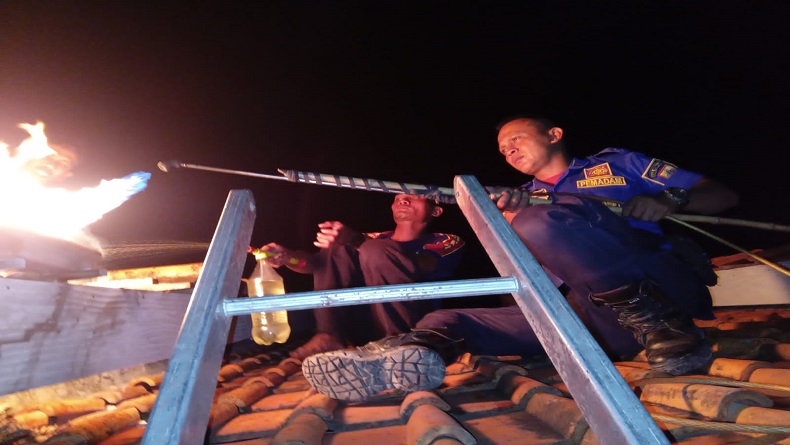Diserang Tawon Vespa, Anak di Pemalang Menangis Histeris