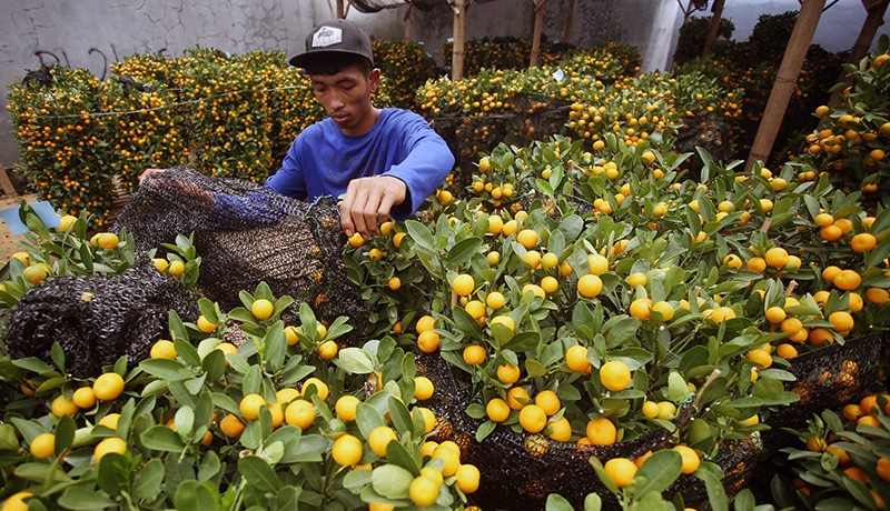 Pohon Jeruk Kim Kit Lambang Keberuntungan Masyarakat Tionghoa - Bagian 1