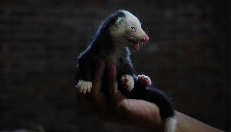 Budi Daya Musang Pandan, Harga Jual hingga Rp23 Juta - Bagian 1