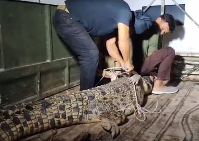 Warga Muna Tangkap Buaya 3,5 Meter dengan Tali Nilon