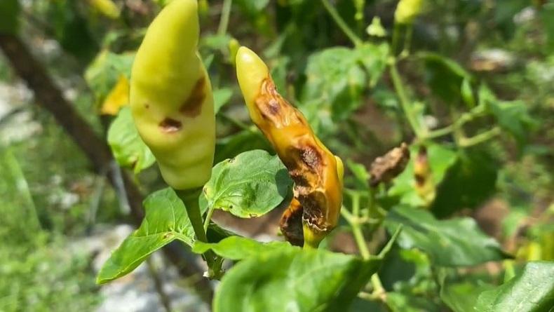 Dampak Cuaca Buruk, Cabai Petani di Banjarnegara Membusuk