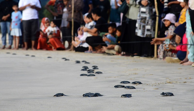 Ratusan Anak Penyu Belimbing Dilepas ke Perairan Aceh - Bagian 2