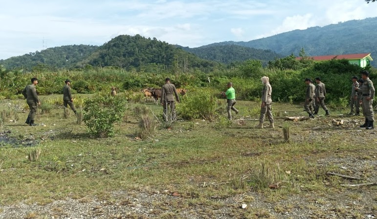 Puluhan Sapi yang Berkeliaran di Kolaka Utara Ditertibkan Satpol PP, 1 di Antaranya Milik Anggota Dewan