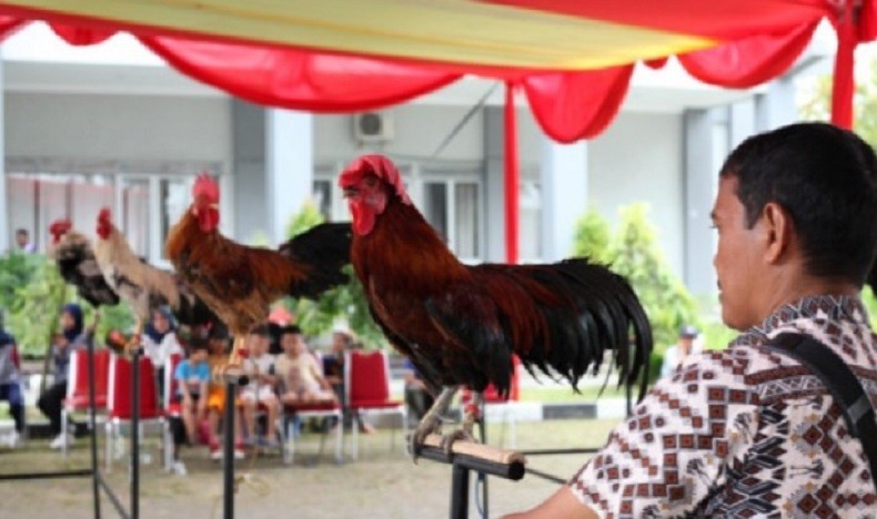 Mengenal Ayam Kukuak Balenggek Kebanggaan Minangkabau yang Bersuara Merdu