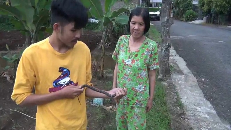Ular Kadut Dievakuasi dari Halaman Rumah Warga di Batujajar KBB