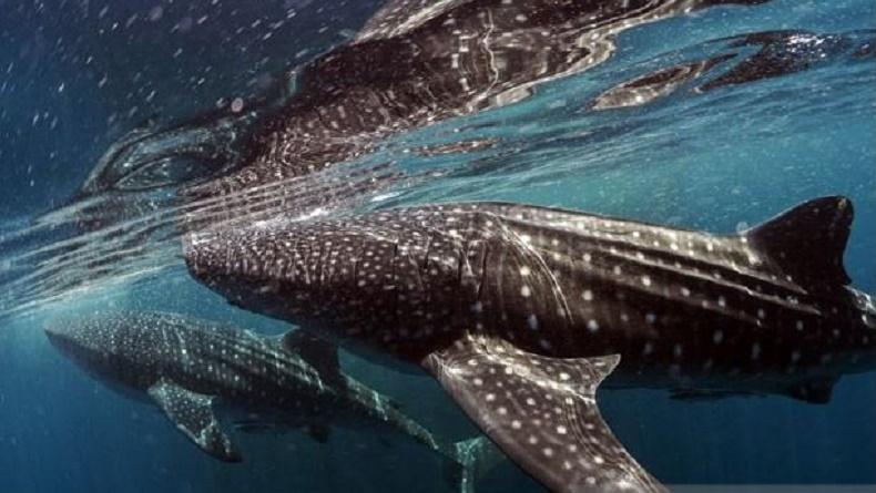 Sail Teluk Cendrawasih 2023, Pemprov Papua Barat Akan Kucurkan Dana Rp6 Miliar