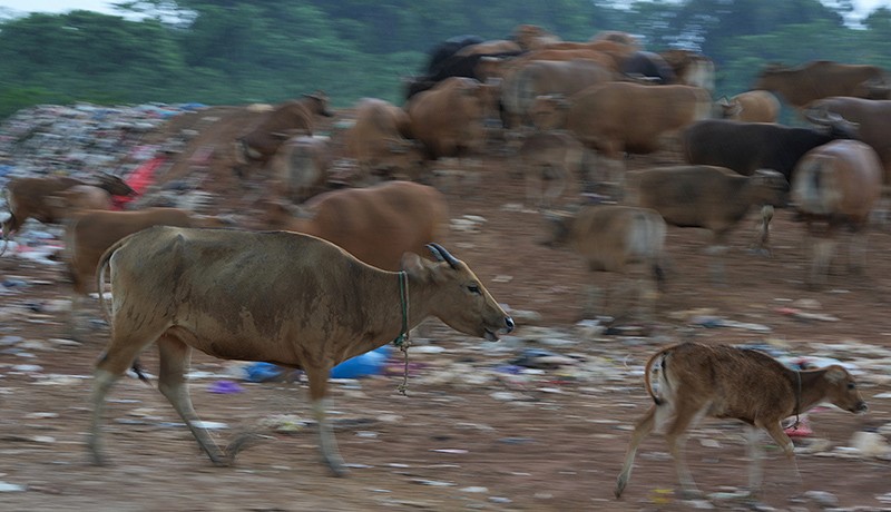 Sapi Ternak Makan Sampah di TPA Kendari, Pemilik Cuek - Bagian 2